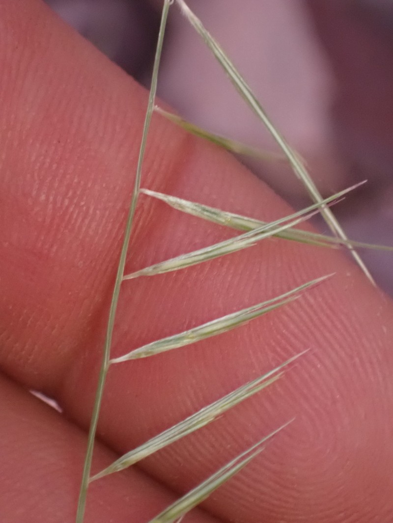 Needle Grama photo 4