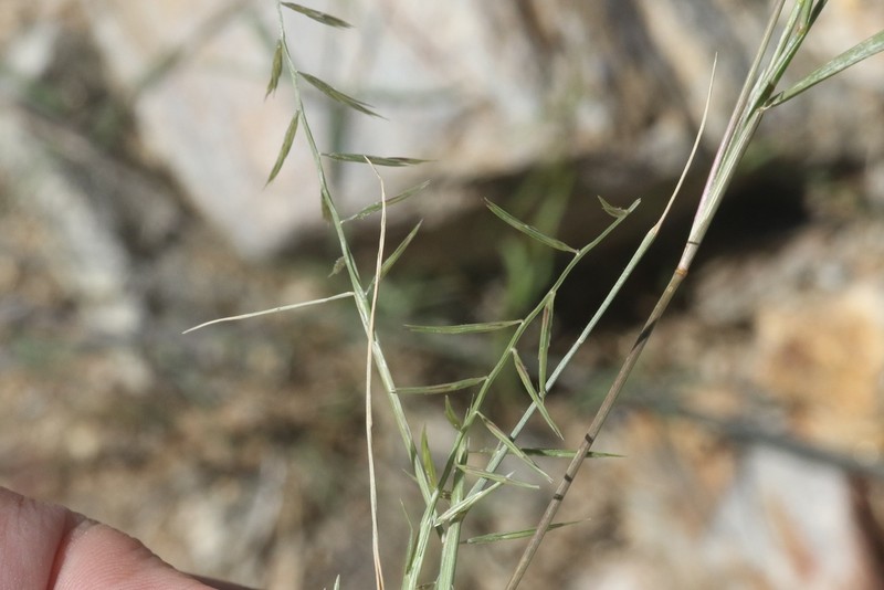 Needle Grama photo 5