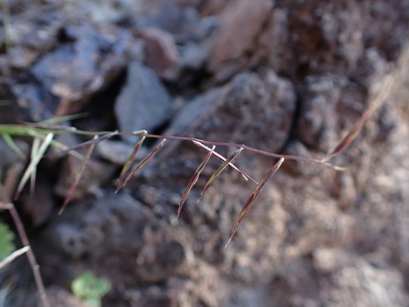 Needle Grama photo 6