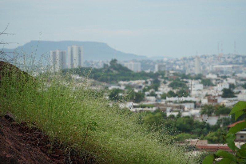Needle Grama photo 7