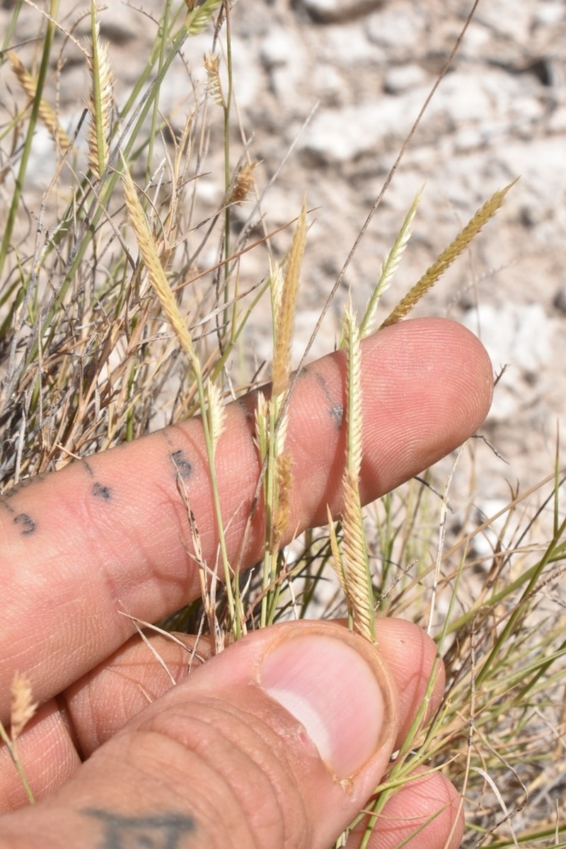 Gypsum Grama