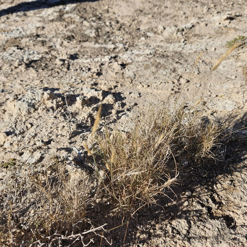 Gypsum Grama photo 2