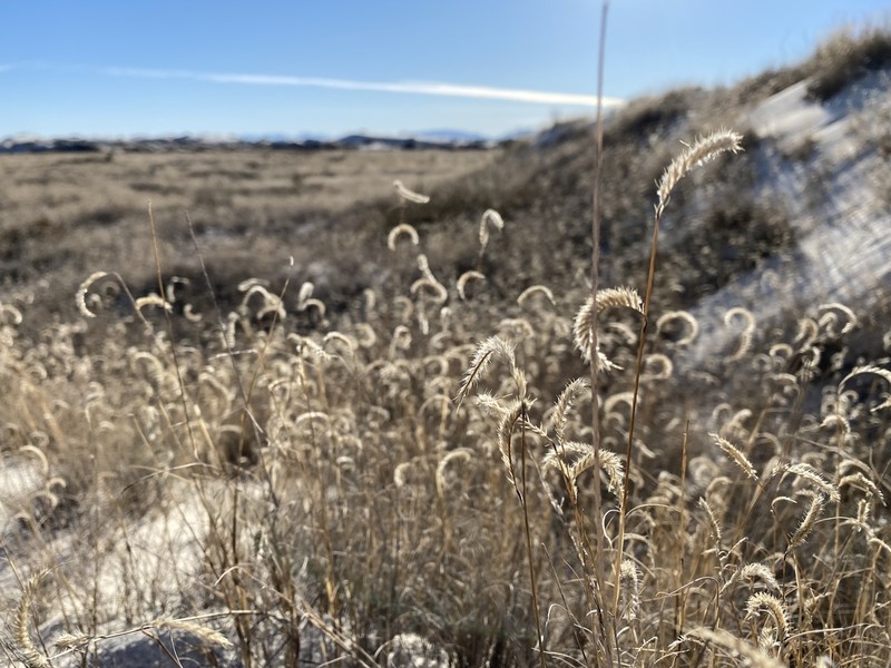 Gypsum Grama photo 3