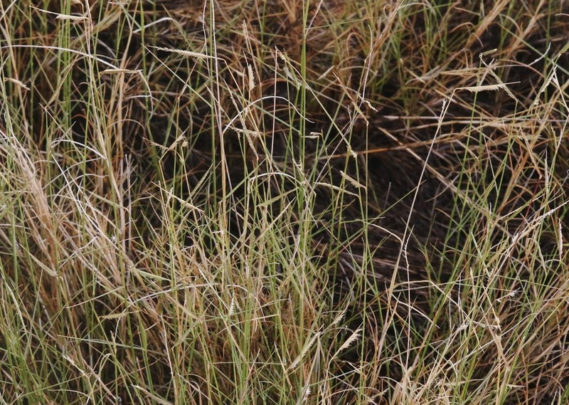 Gypsum Grama photo 4