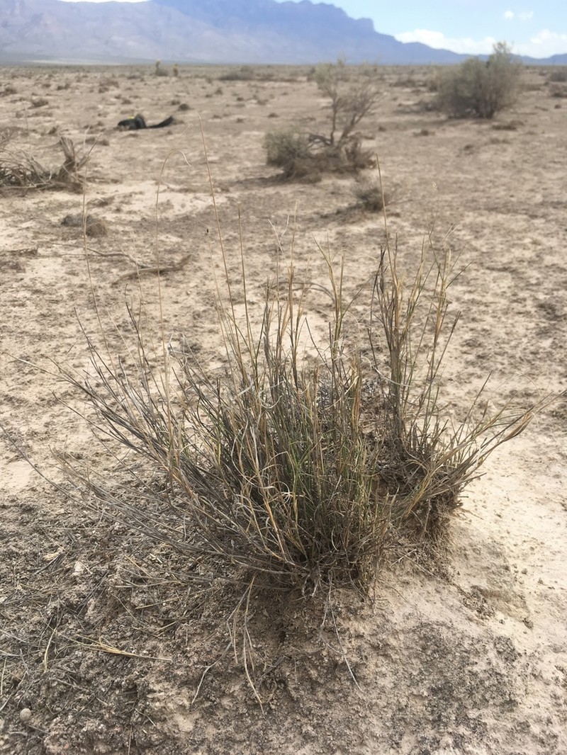 Gypsum Grama photo 5