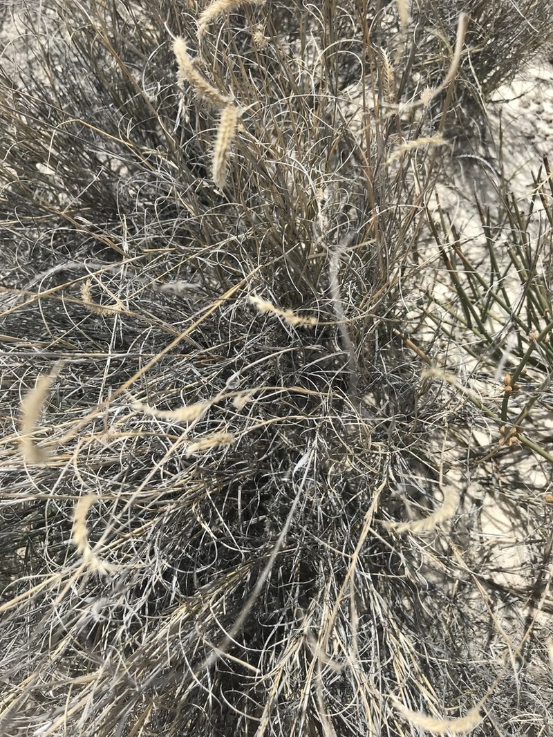 Gypsum Grama photo 6