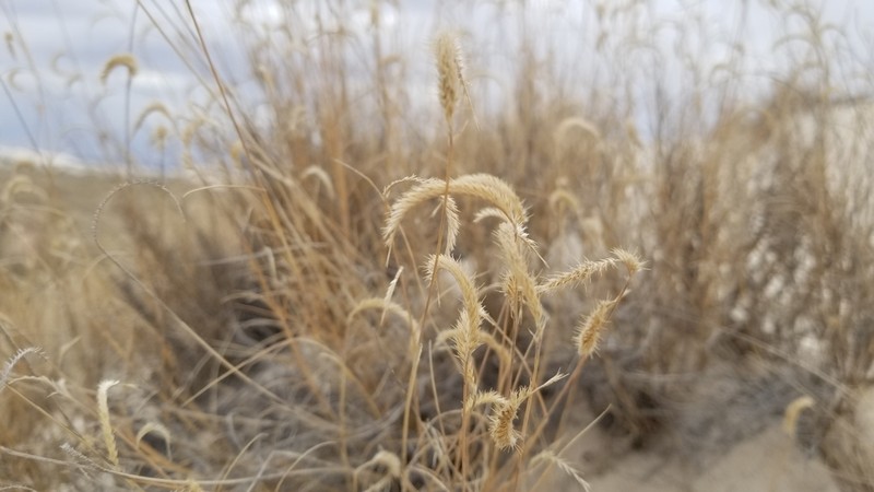 Gypsum Grama photo 7