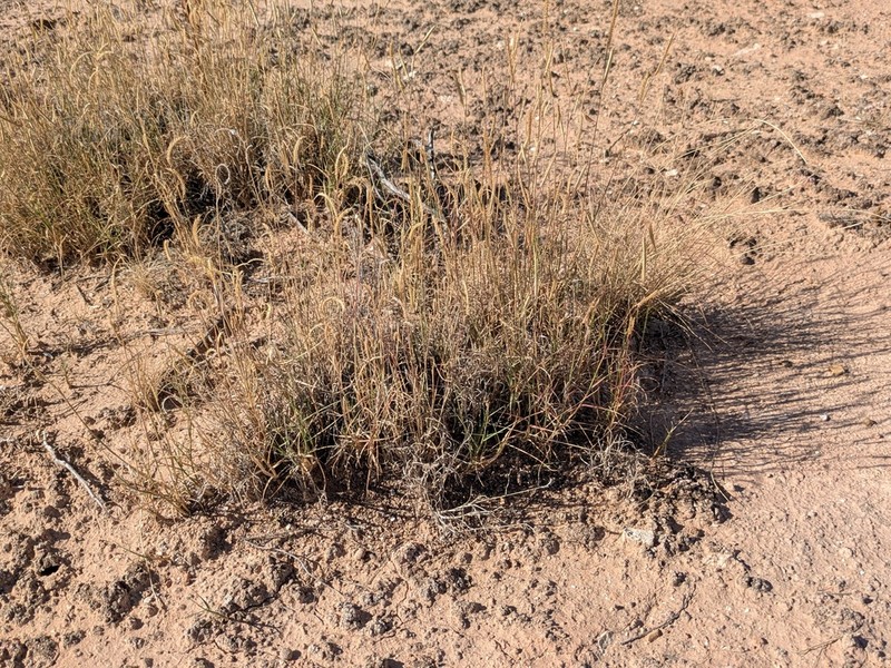 Gypsum Grama photo 8