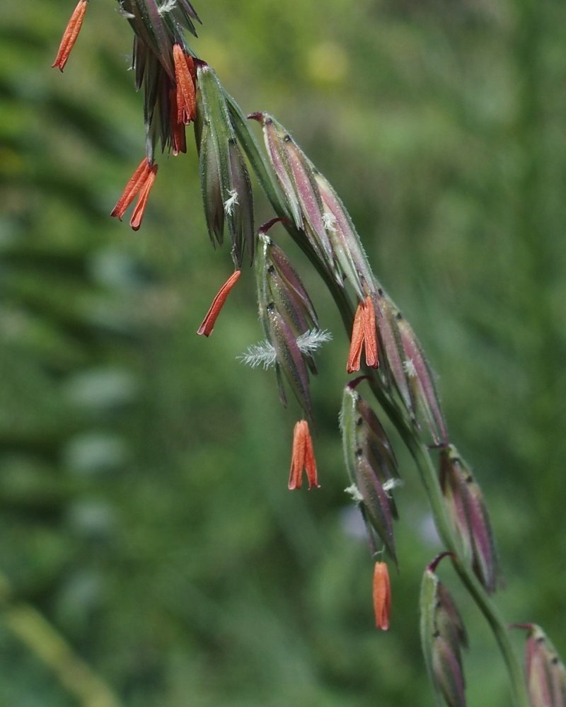 Sideoats Grama photo 2