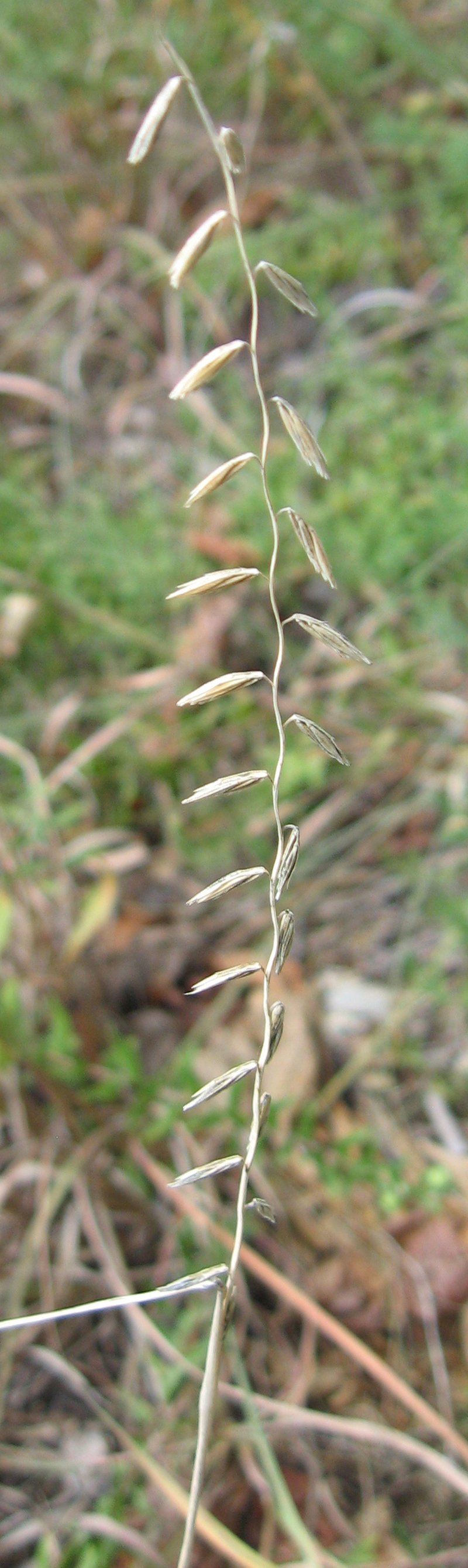 Sideoats Grama photo 3