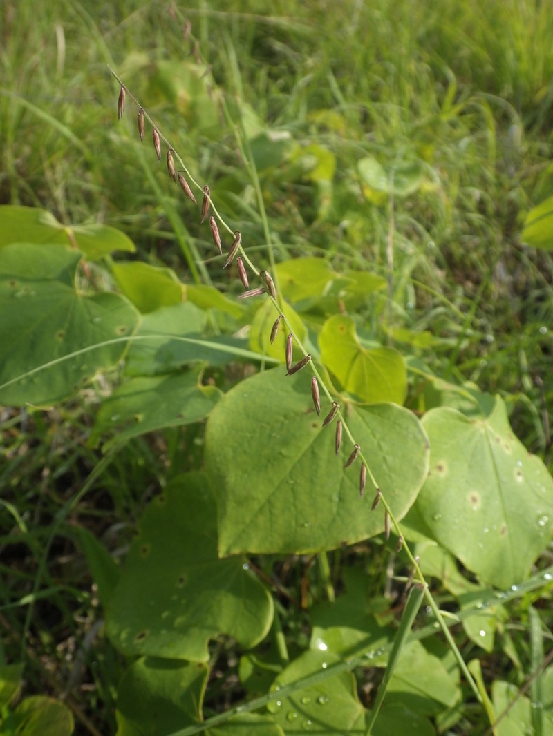 Sideoats Grama photo 5