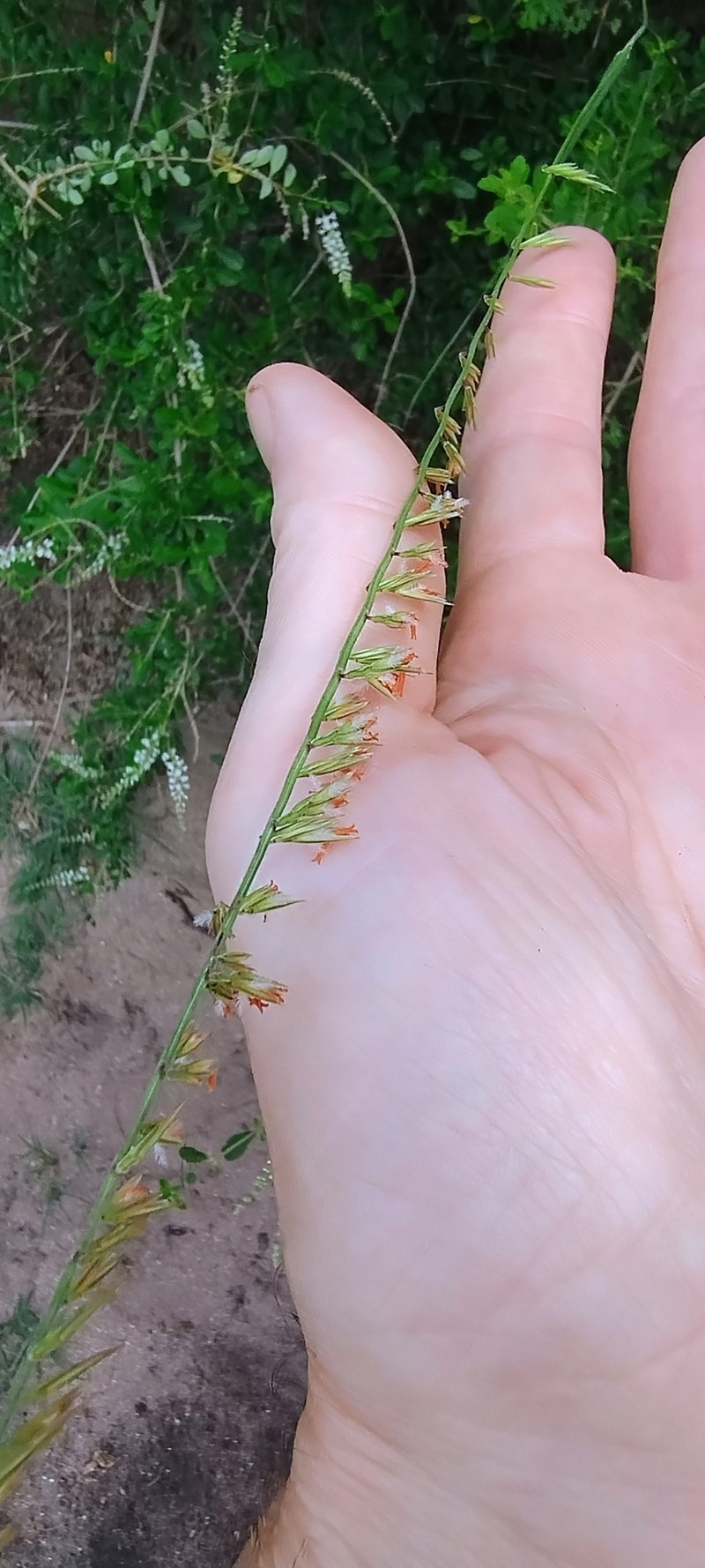 Bouteloua curtipendula var. caespitosa