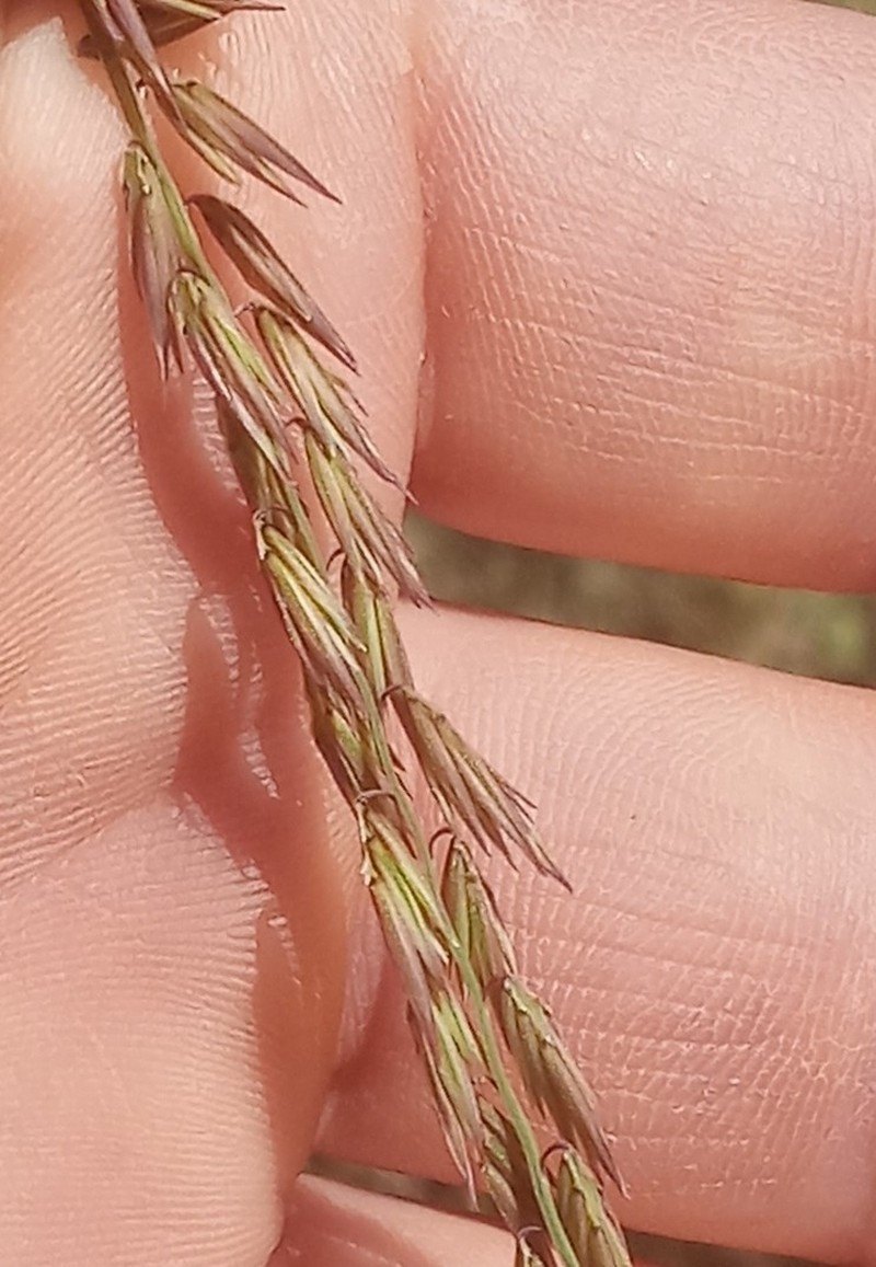 Bouteloua curtipendula var. caespitosa photo 2