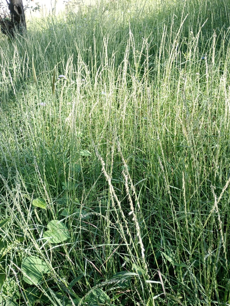 Bouteloua curtipendula var. caespitosa photo 3