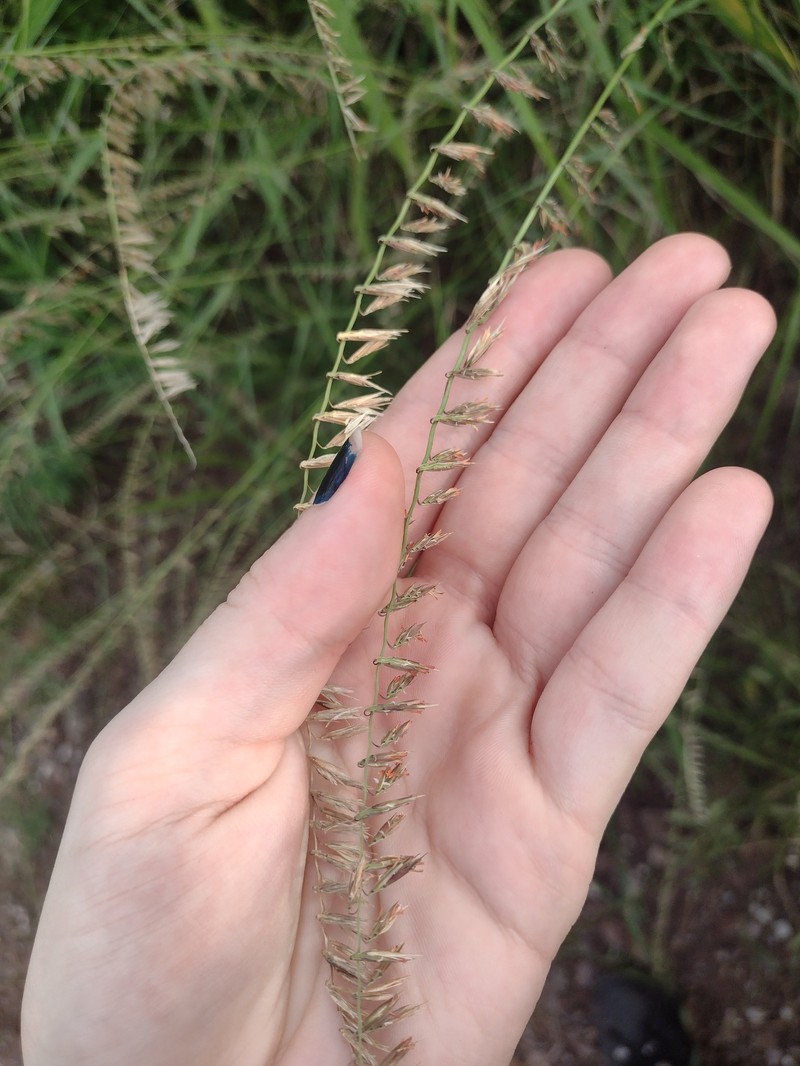 Bouteloua curtipendula var. caespitosa photo 4