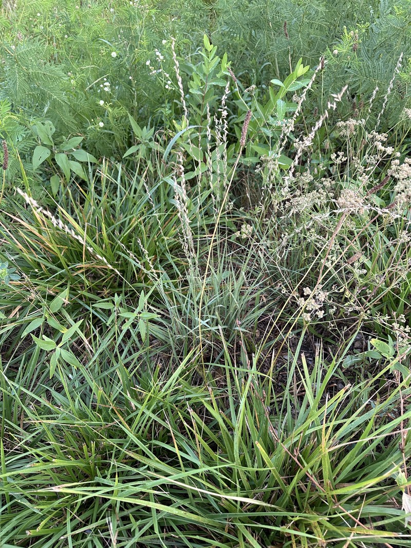 Bouteloua curtipendula var. caespitosa photo 6
