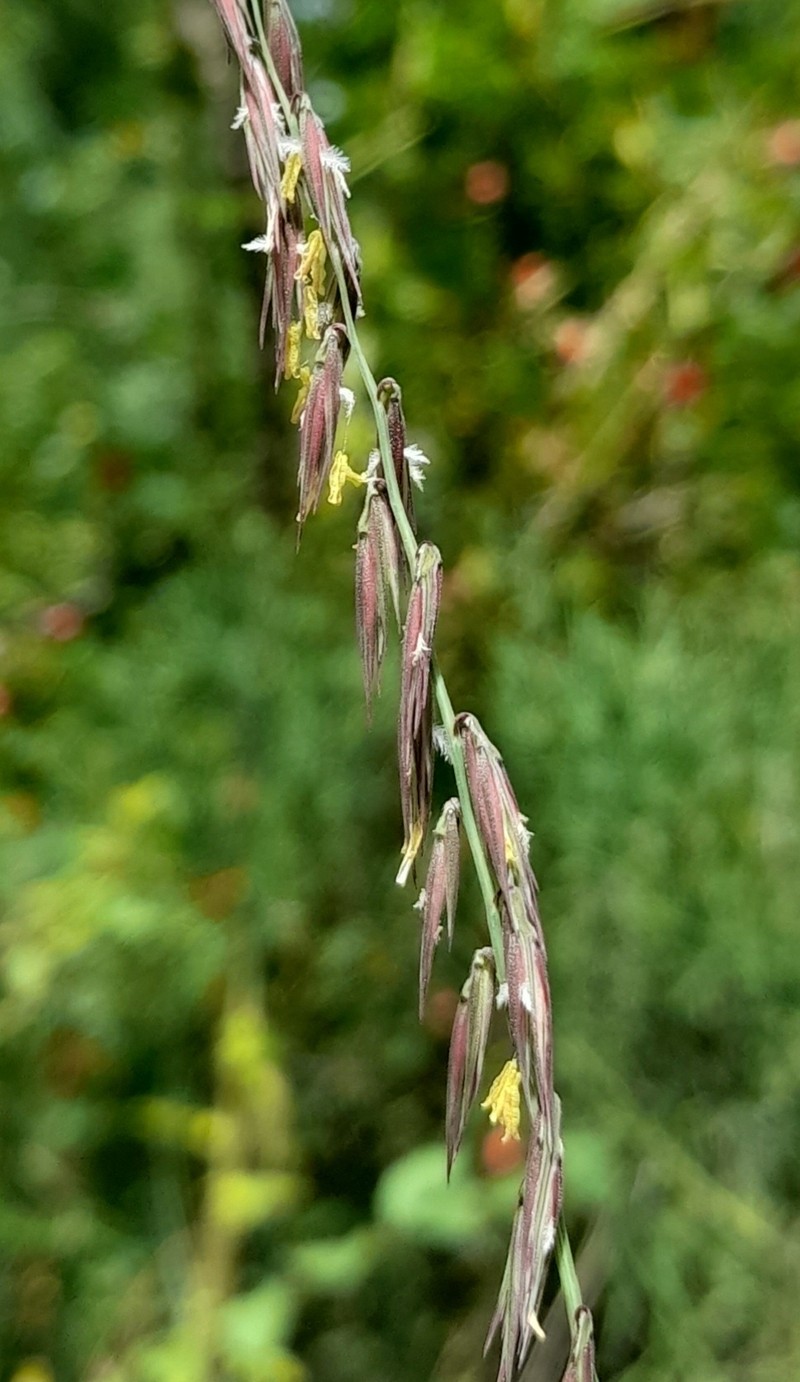 Bouteloua curtipendula var. caespitosa photo 7