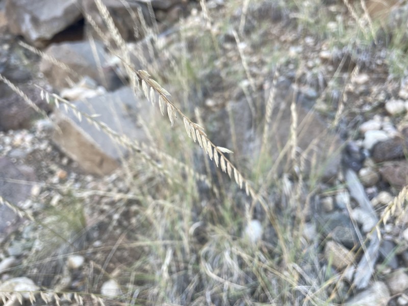 Bouteloua curtipendula var. curtipendula