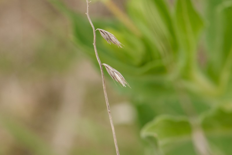 Bouteloua curtipendula var. curtipendula photo 3