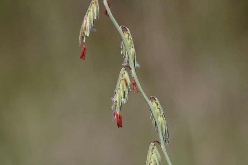 Bouteloua curtipendula var. curtipendula photo 4