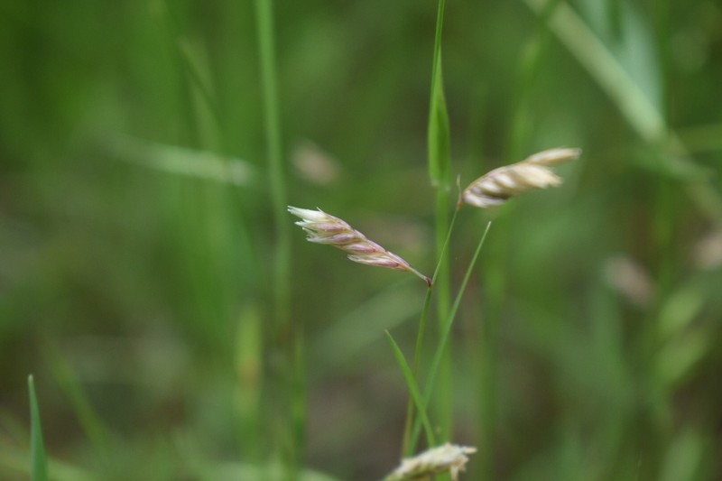 Buffalograss photo 2