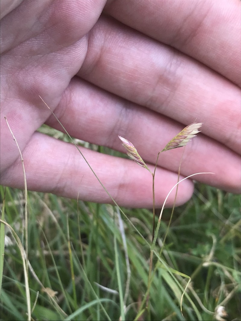 Buffalograss photo 3