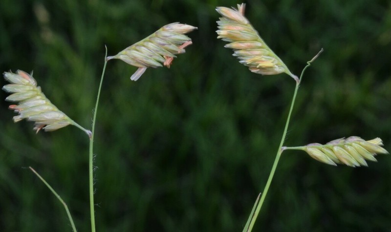 Buffalograss photo 4