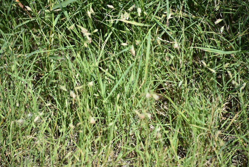 Buffalograss photo 5