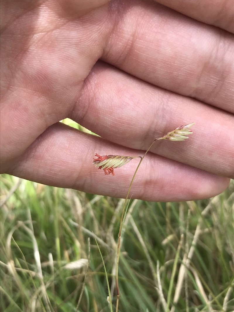 Buffalograss photo 6