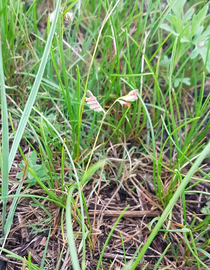 Buffalograss photo 7