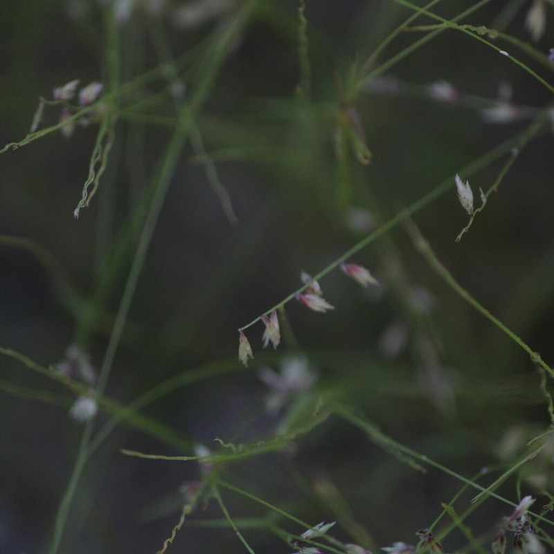 Zacale photo 7