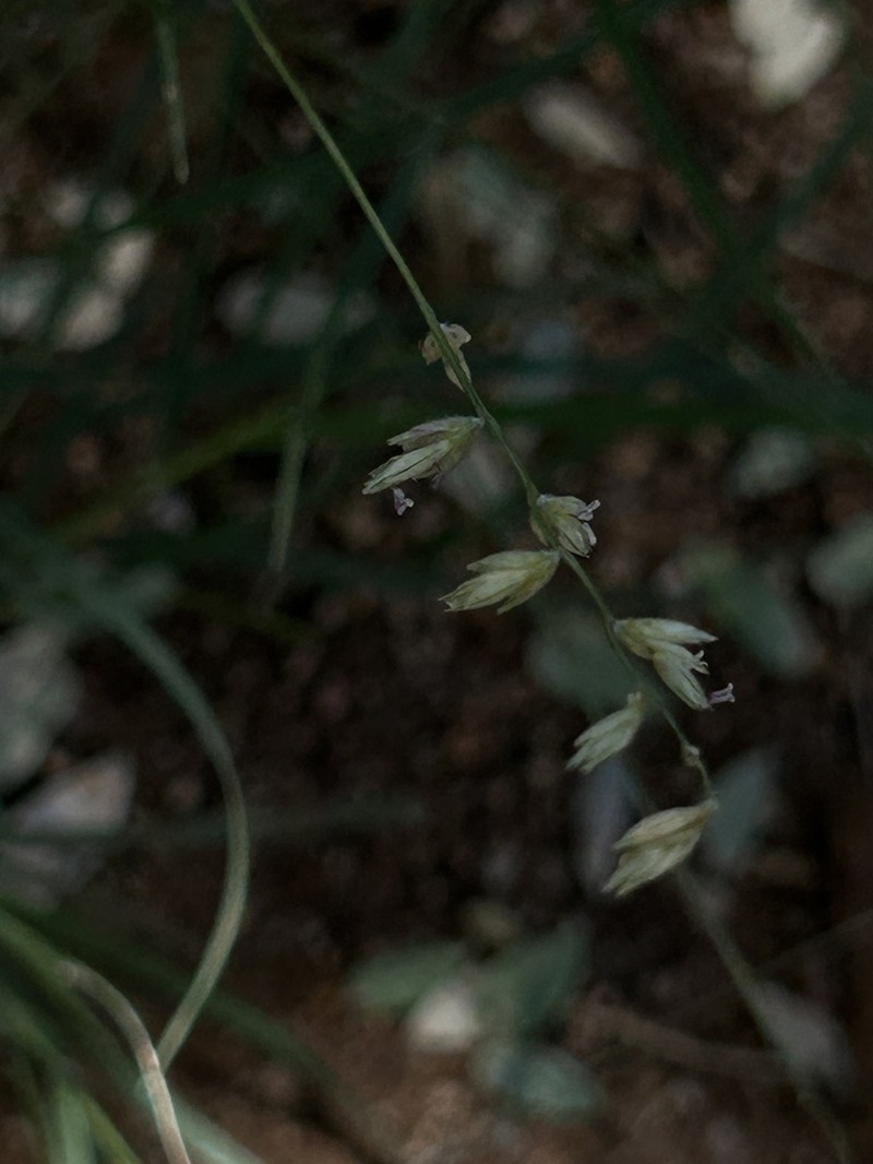 Zacale photo 8