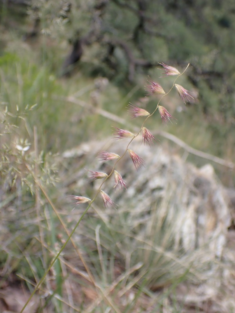 Santa Rita Mountain Grama photo 2