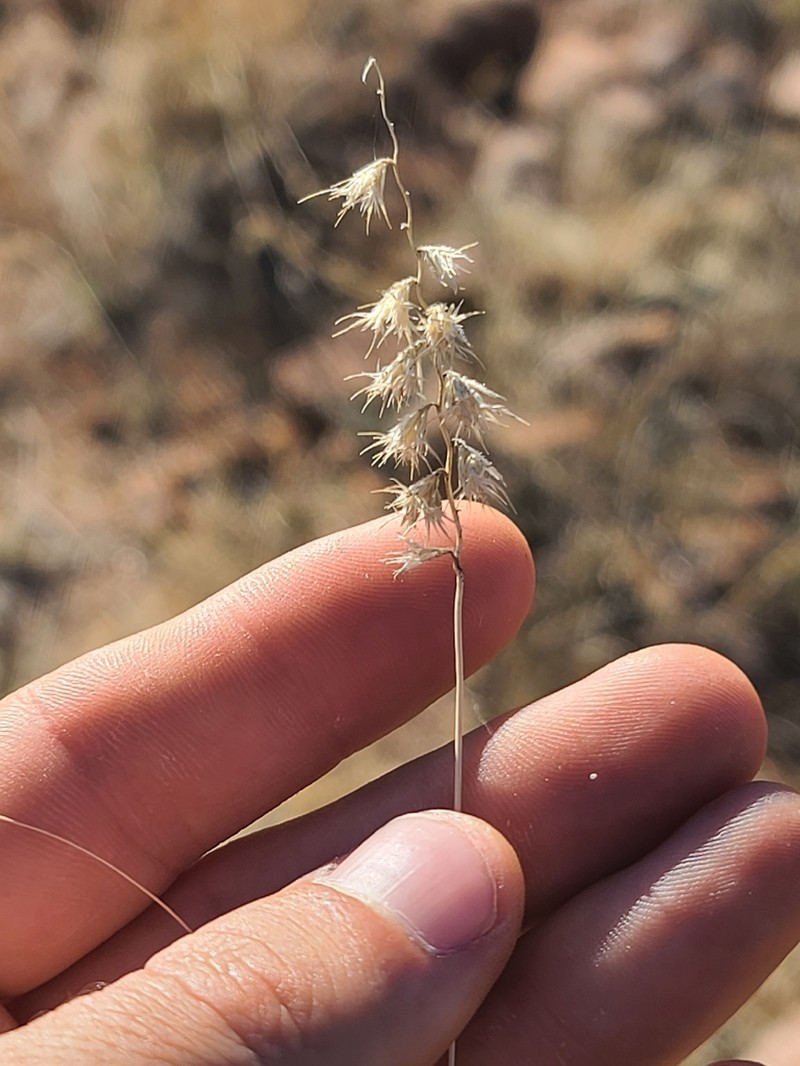 Santa Rita Mountain Grama photo 4