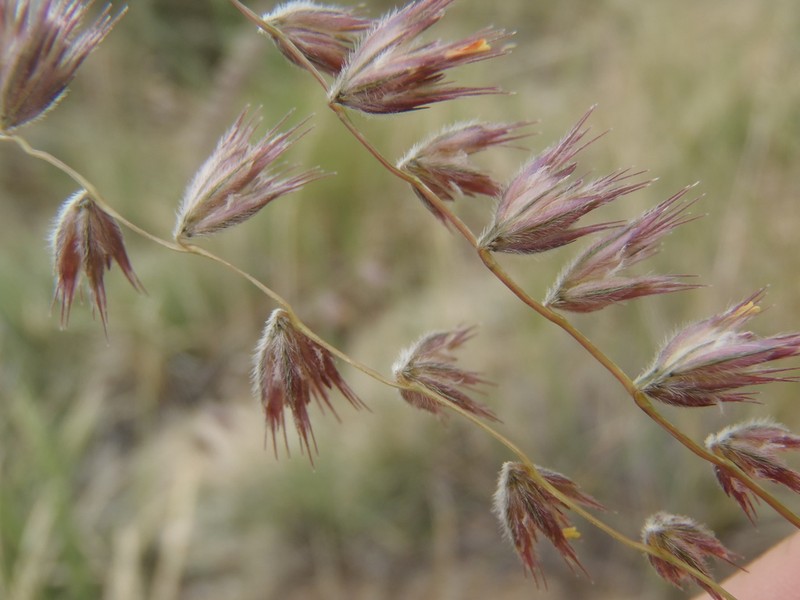 Santa Rita Mountain Grama photo 5