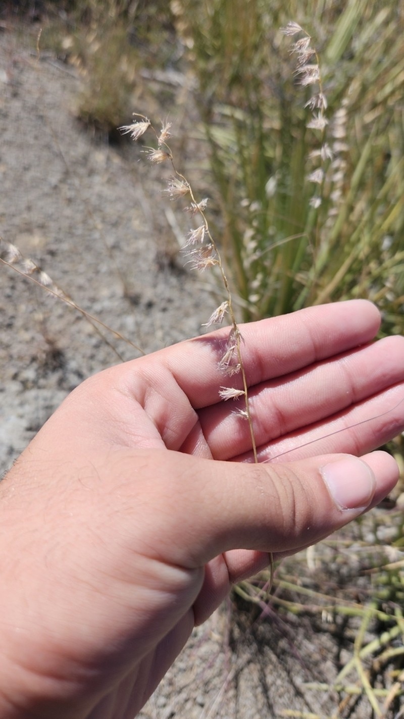 Santa Rita Mountain Grama photo 6
