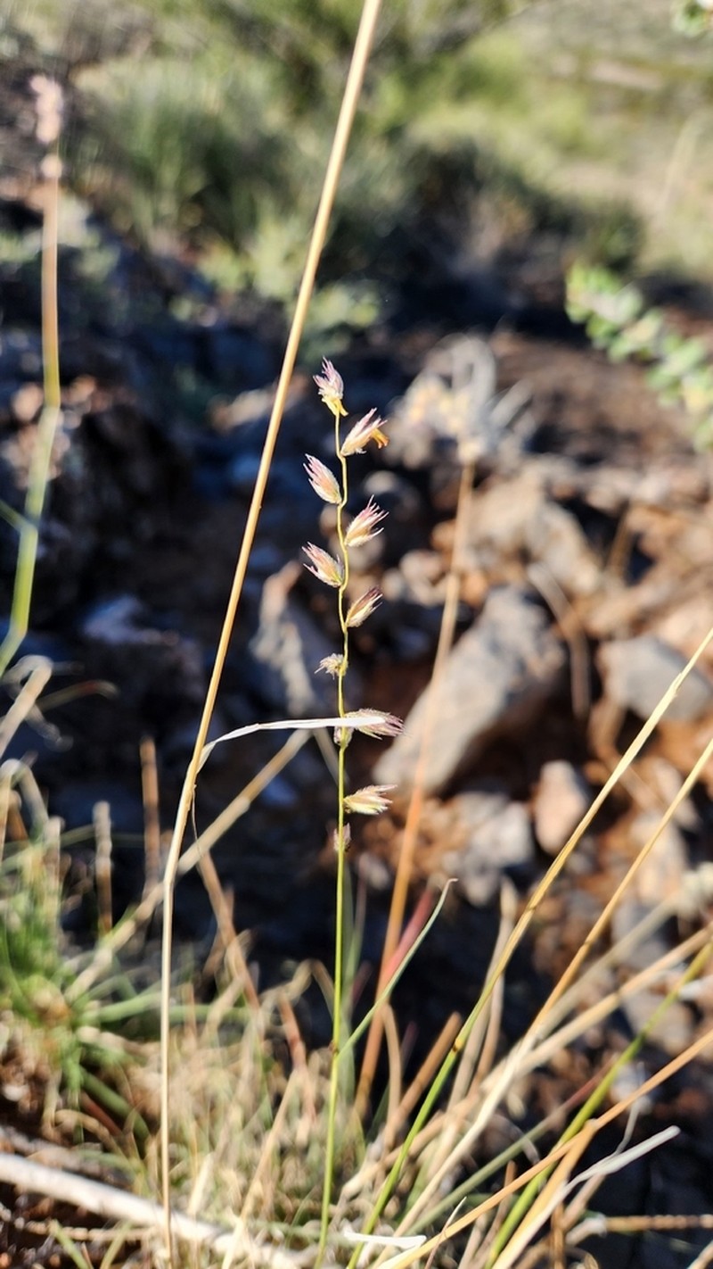 Santa Rita Mountain Grama photo 7