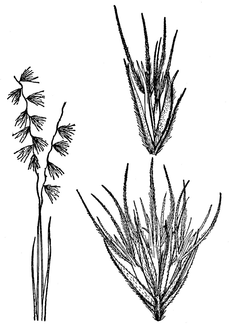 Santa Rita Mountain Grama