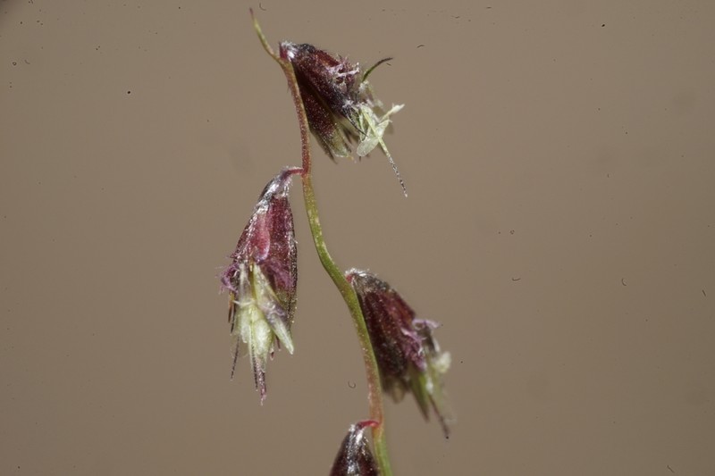 False Grama photo 2