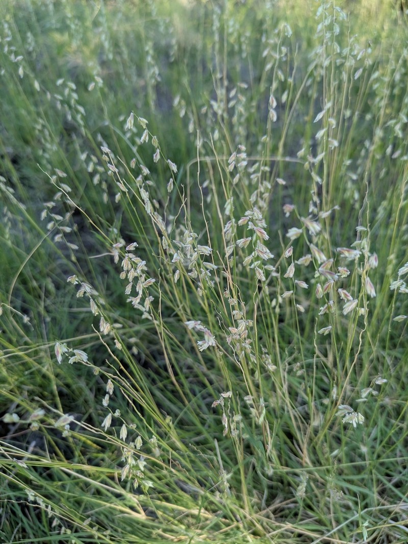 False Grama photo 3