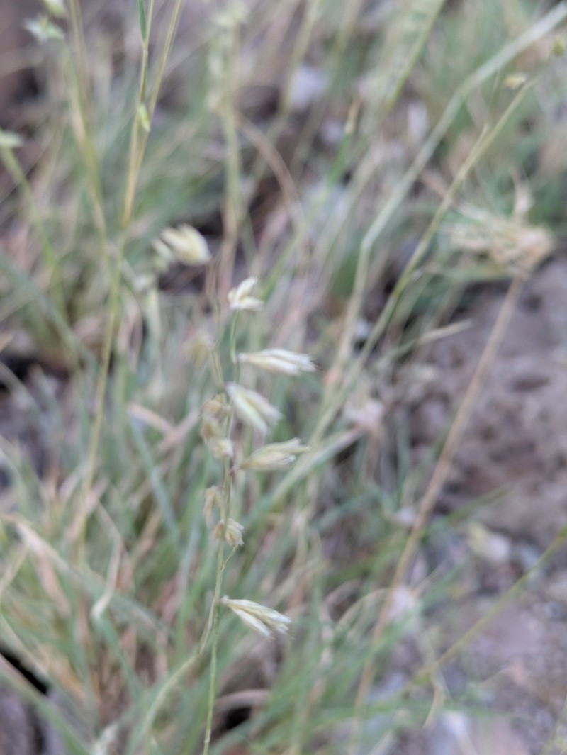 False Grama photo 4