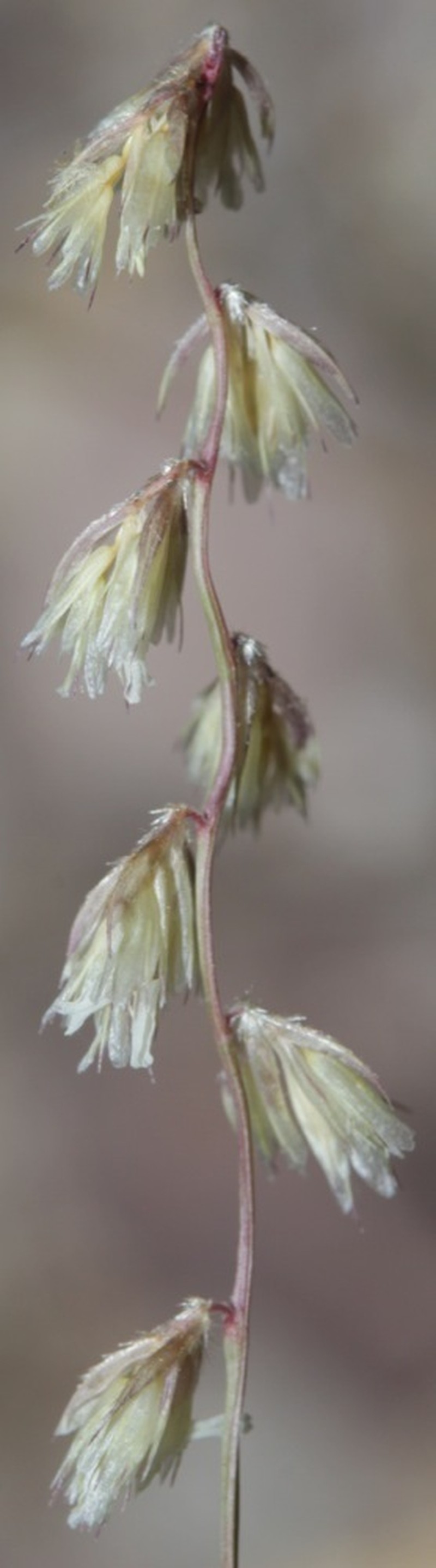 False Grama photo 5