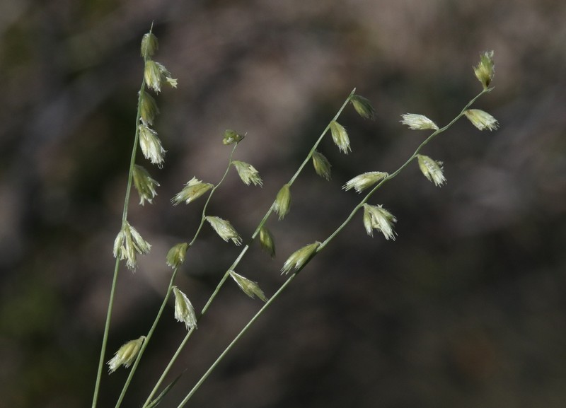 False Grama photo 6