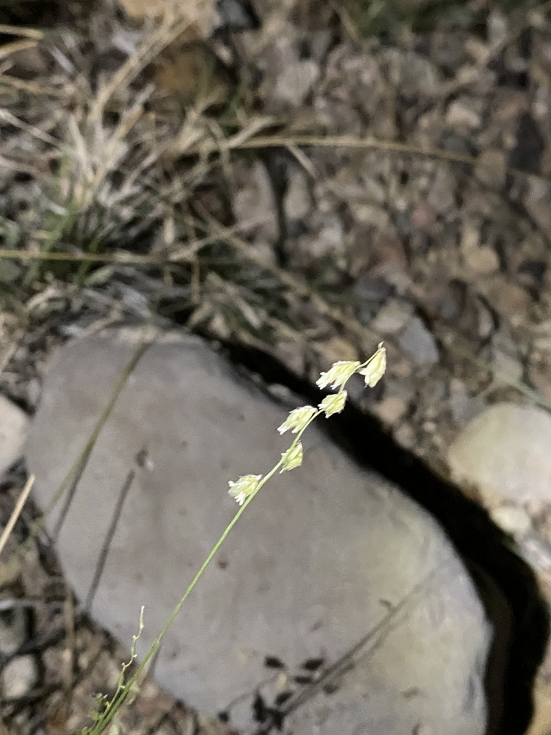 False Grama photo 7