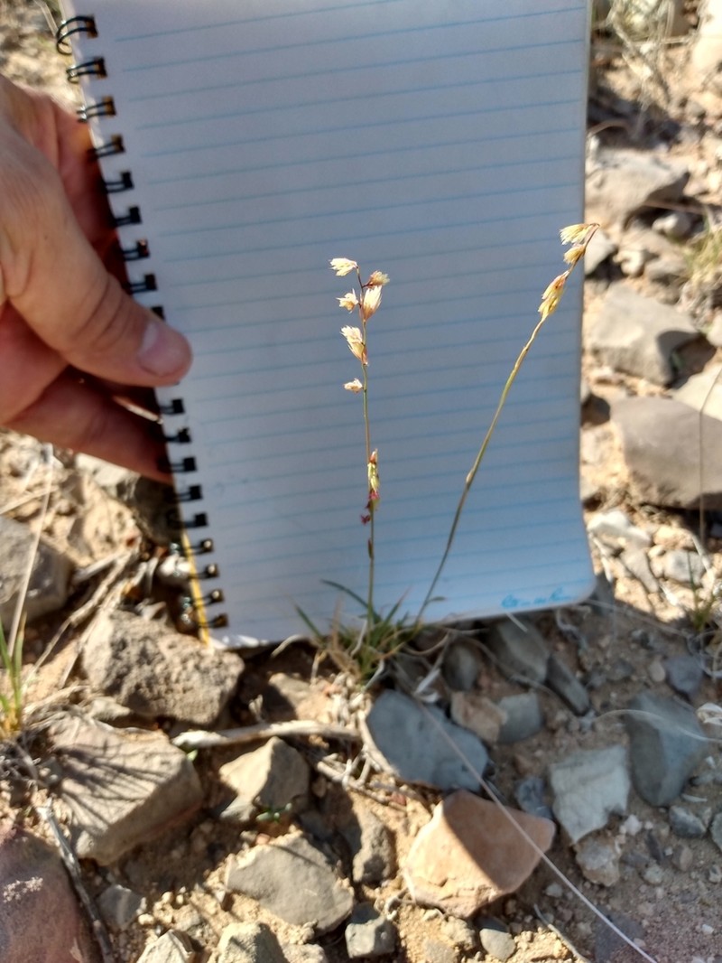 False Grama photo 8