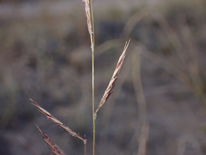 Black Grama photo 2