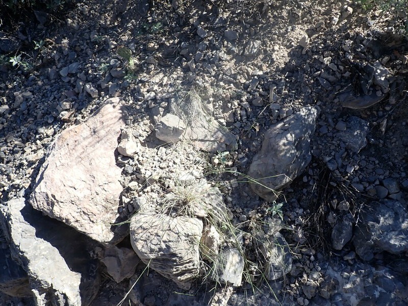 Black Grama photo 3