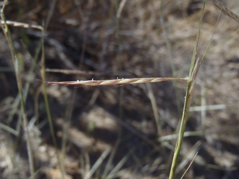 Black Grama photo 6
