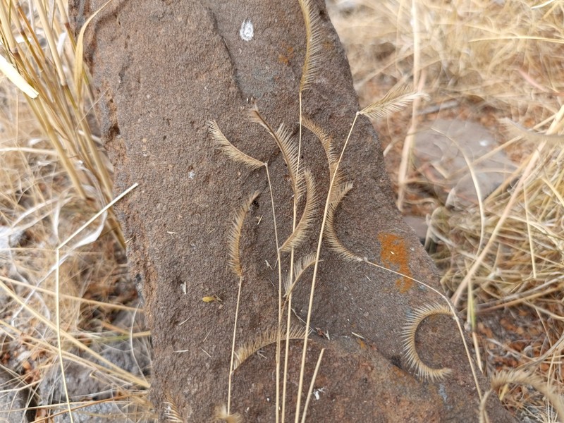 Blue Grama photo 5