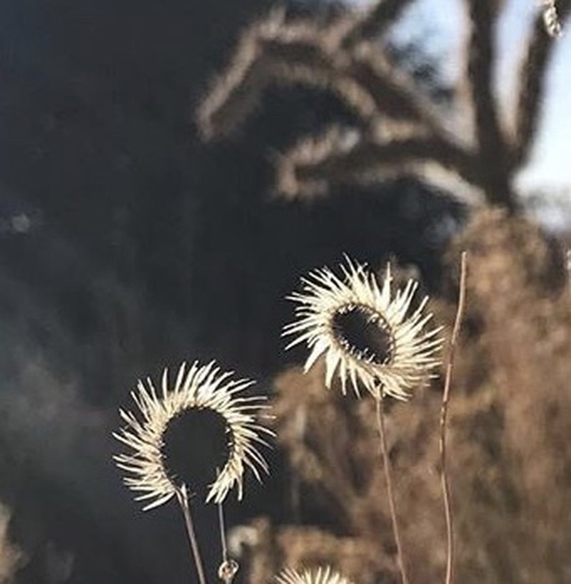 Blue Grama photo 6